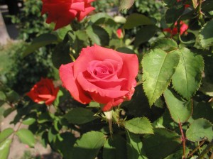 A rose at the Hofburg